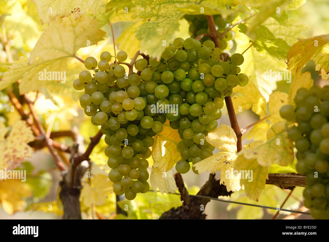 White grapes on vines, Wachau, Waldviertel, Forest Quarter, Lower Austria, Austria, Europe Stock Photo
