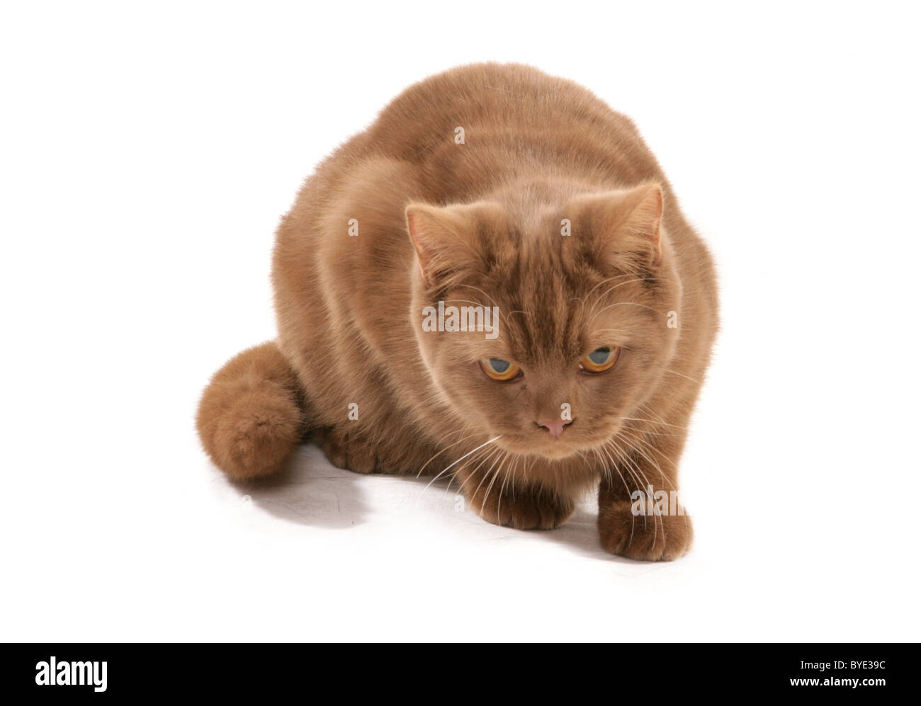 Cinnamon British Shorthair Cat Laying Studio Stock Photo Alamy