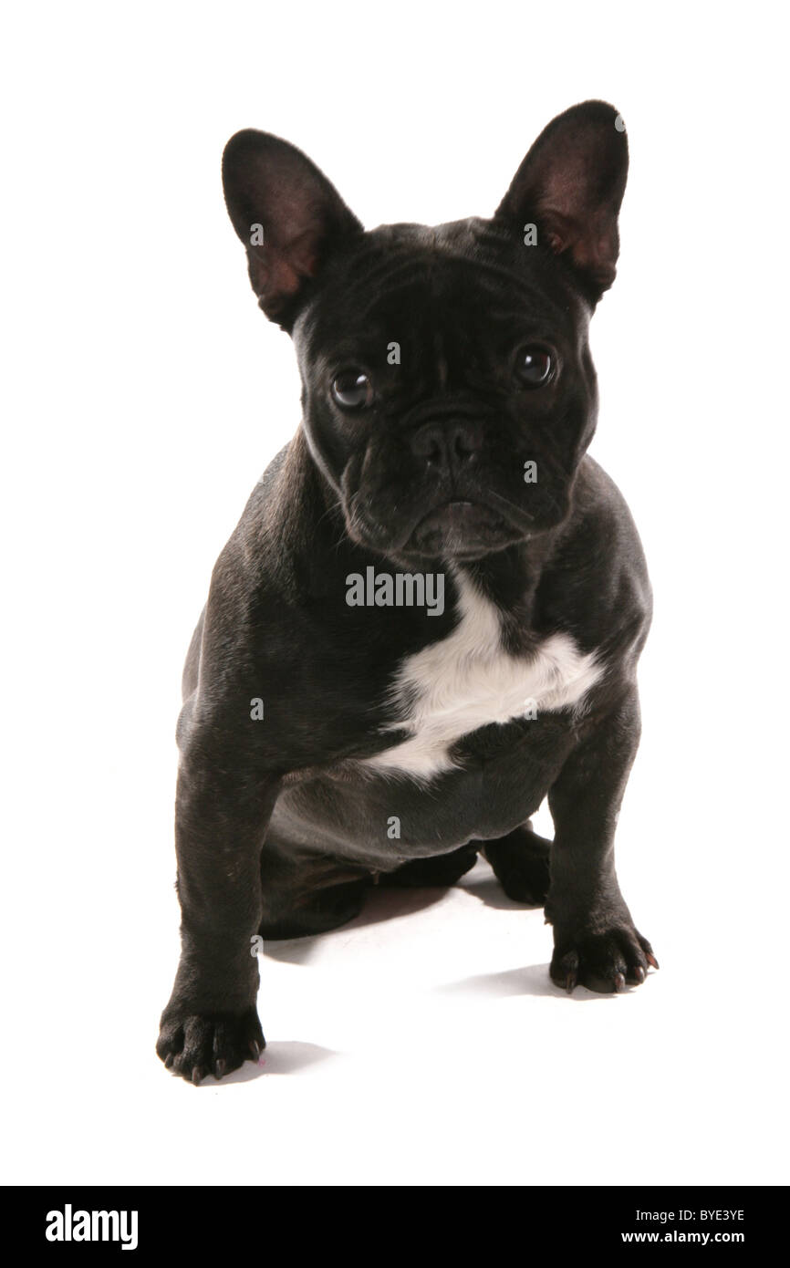 French Bulldog Portrait Studio Stock Photo