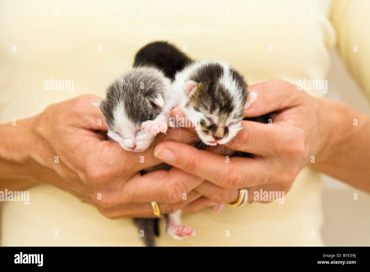 Three newborn kittens in woman's hand Stock Photo