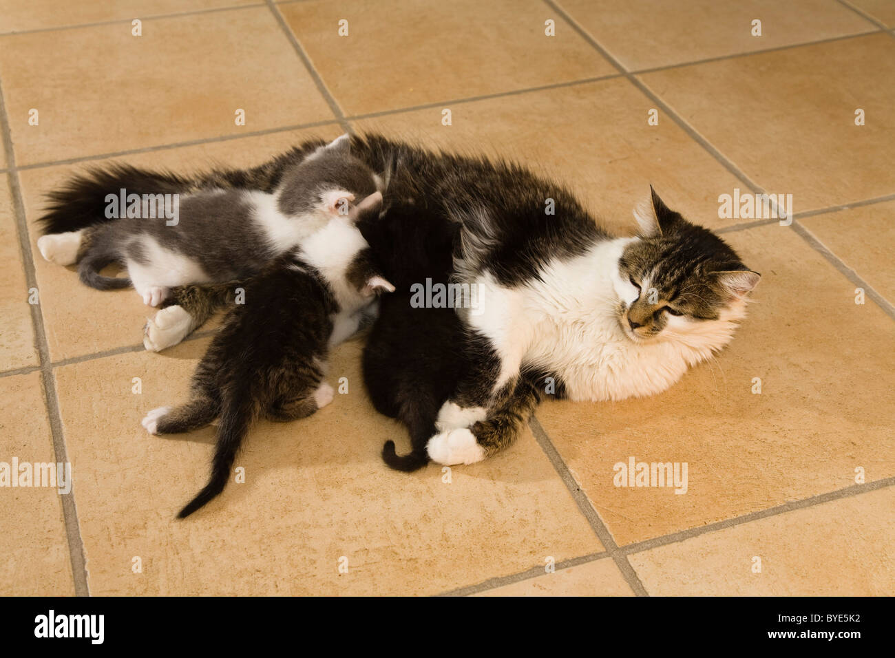 Cat nursing three kittens Stock Photo Alamy
