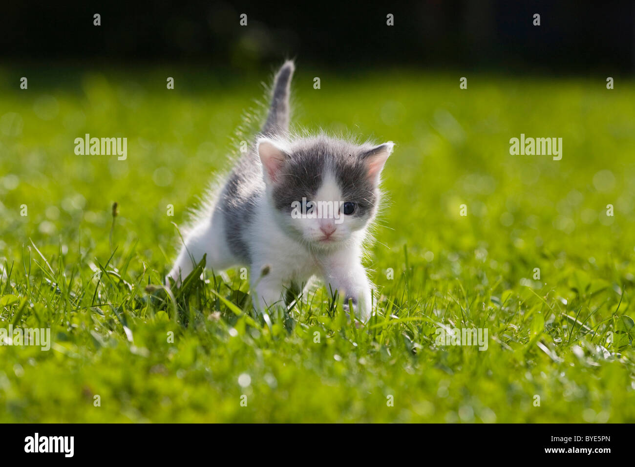 Kitten on a lawn Stock Photo - Alamy