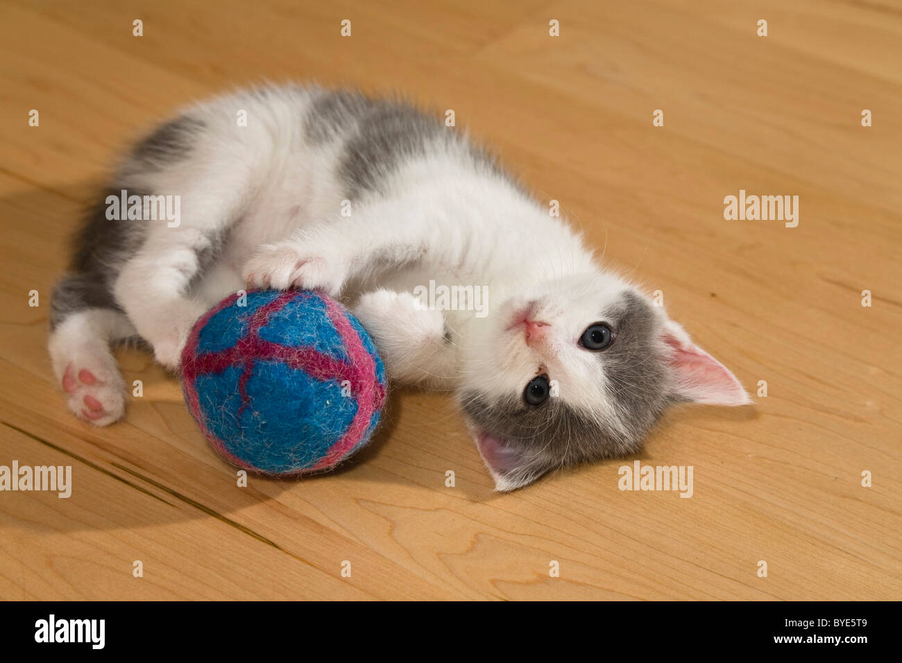 Kitten playing with ball Stock Photo