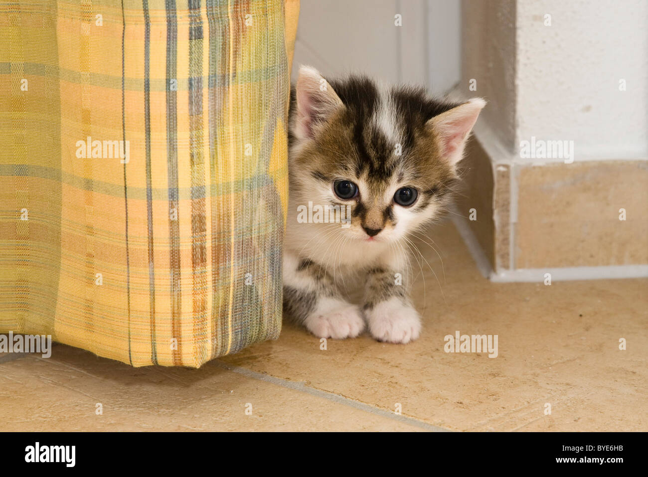 Kitten Looking Out From Behind A Curtain Stock Photo Alamy