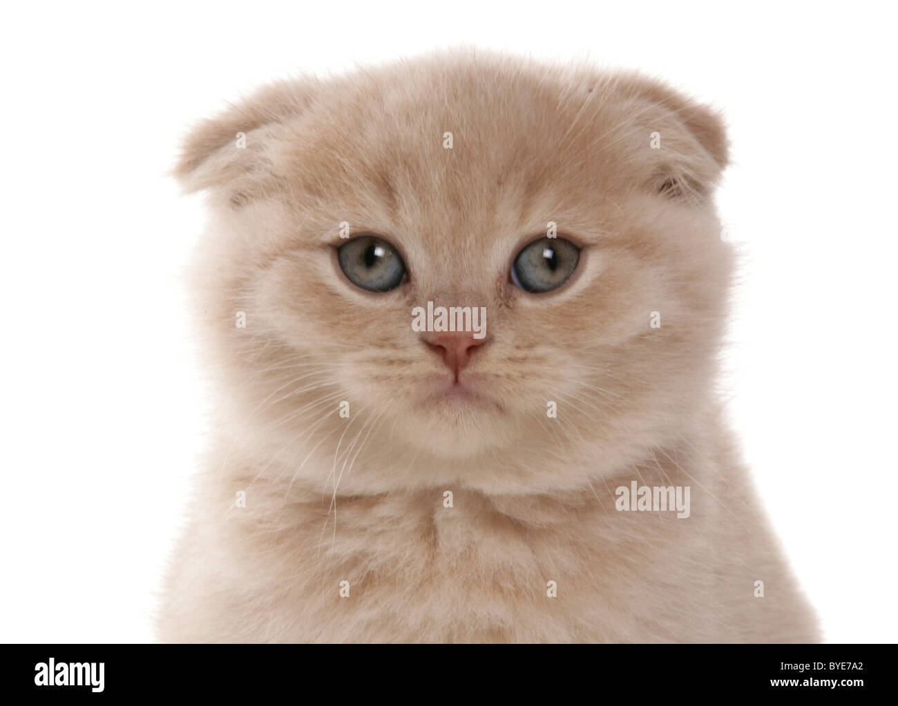 Өзбексіз секс видео