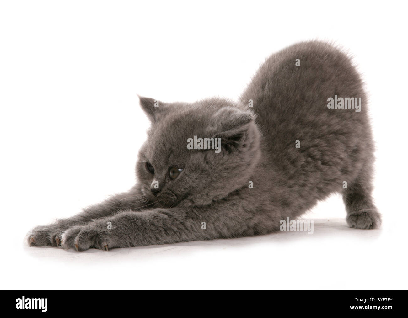 British Shorthair Blue Stock Photos British Shorthair Blue Stock
