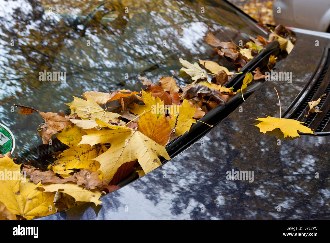 Autumn leaves behind the window wipers of a vehicle Stock Photo