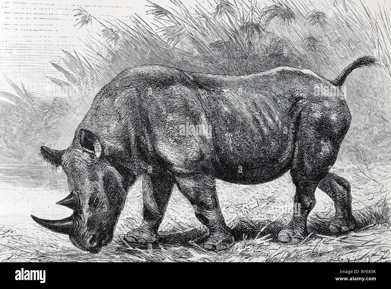 African Rhinoceros (rhinoceros Bicornis), Historical Book Illustration 