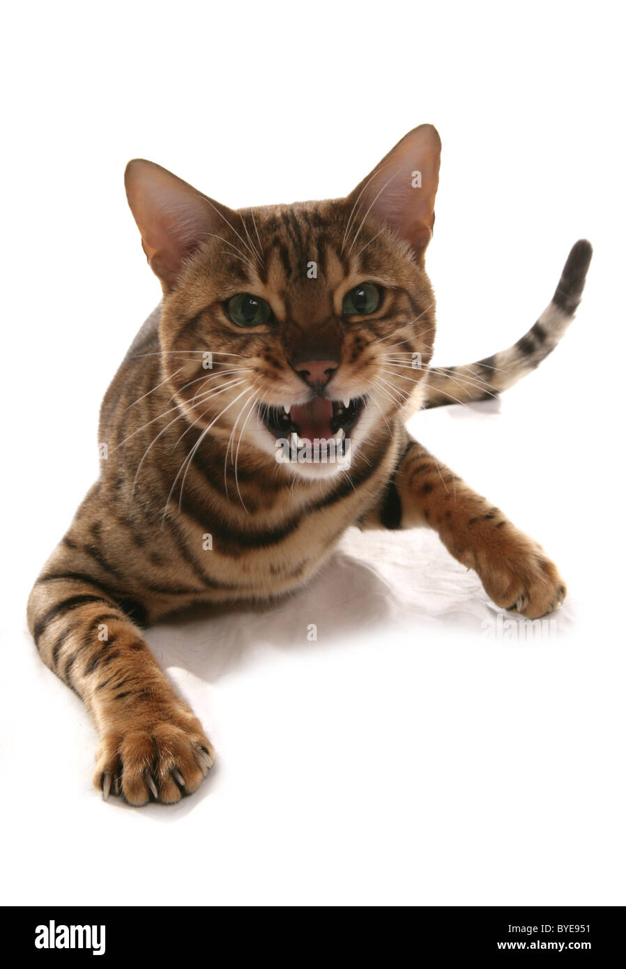 Angry cat meme Cut Out Stock Images & Pictures - Alamy