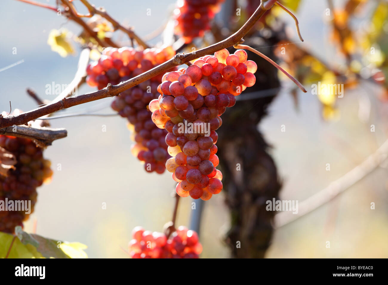 Ripe Traminer wine grapes, Wachau valley, Waldviertel region, Lower Austria, Austria, Europe Stock Photo