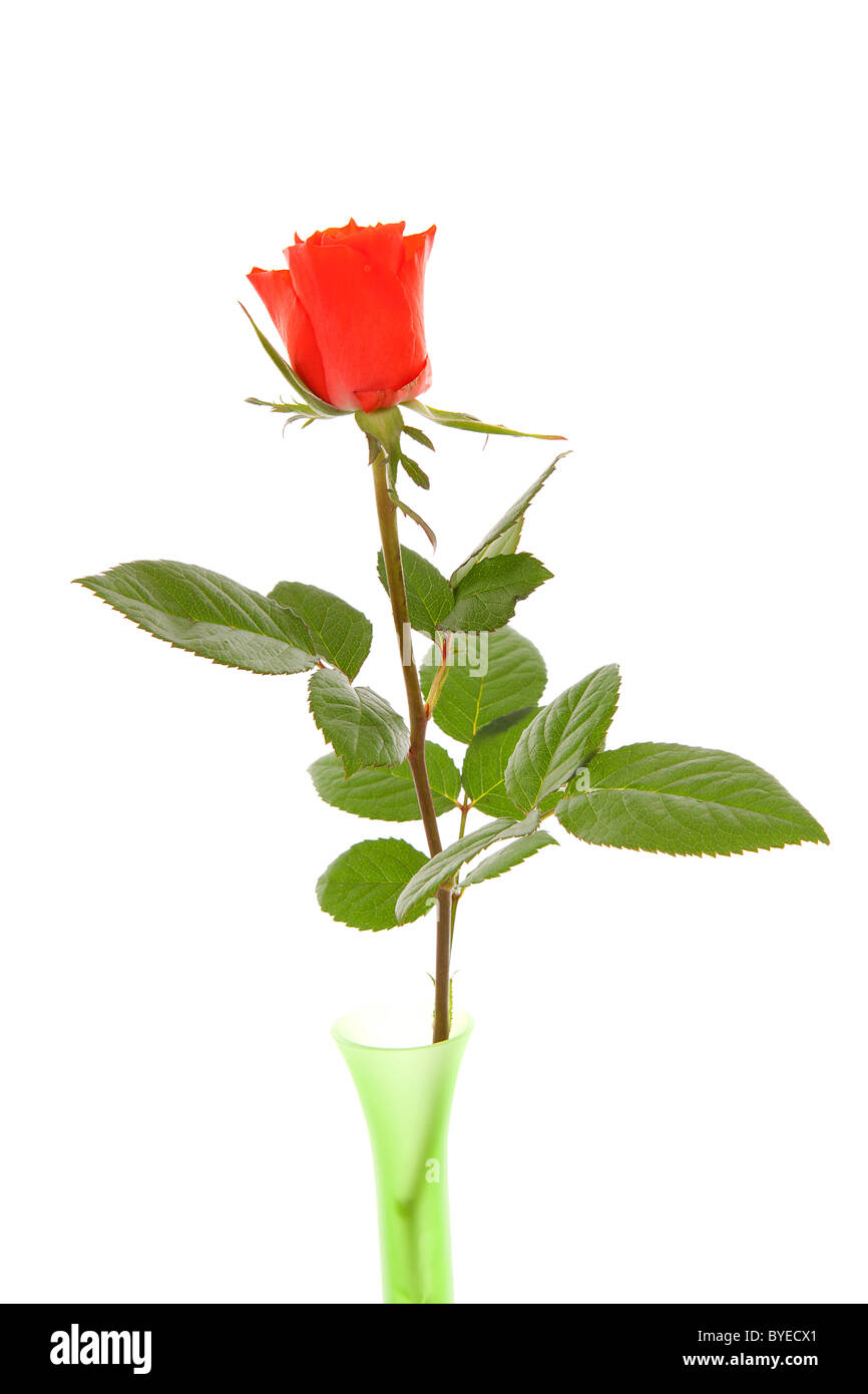 one red rose in vase isolated on white background Stock Photo Alamy
