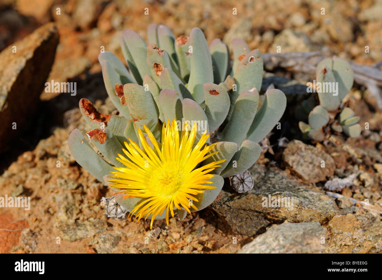 Cheiridopsis sp. growing in its habitat, Richtersveld Transfrontier Park, South Africa Stock Photo