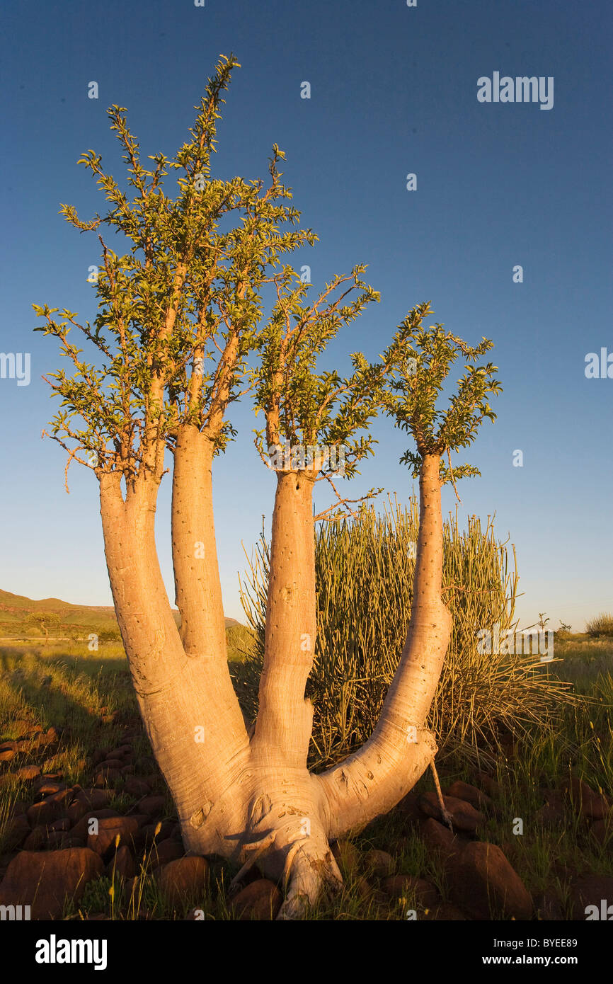 Bottle Tree (Pachypodium lealii). Succulent tree with a milky latex, endemic to the pre-Namib of northern Namibia. Stock Photo