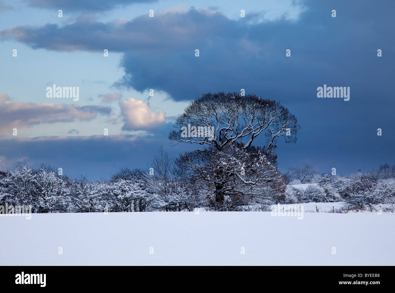 Ash Tree in the Snow Stock Photo