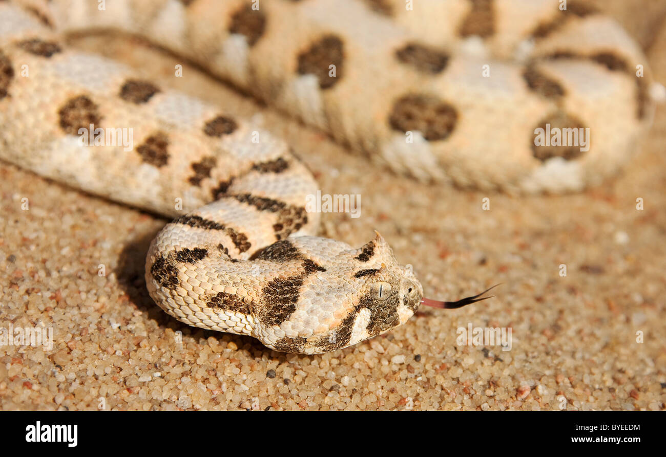Horned Puff Adder (Bitis caudalis) on sand. Its venom is mild and not fatal in humans Stock Photo