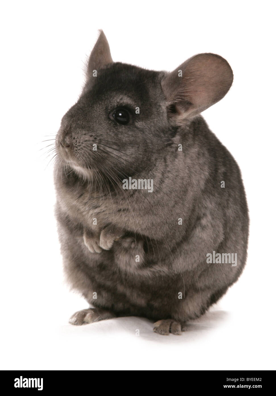 Black chinchilla hires stock photography and images Alamy
