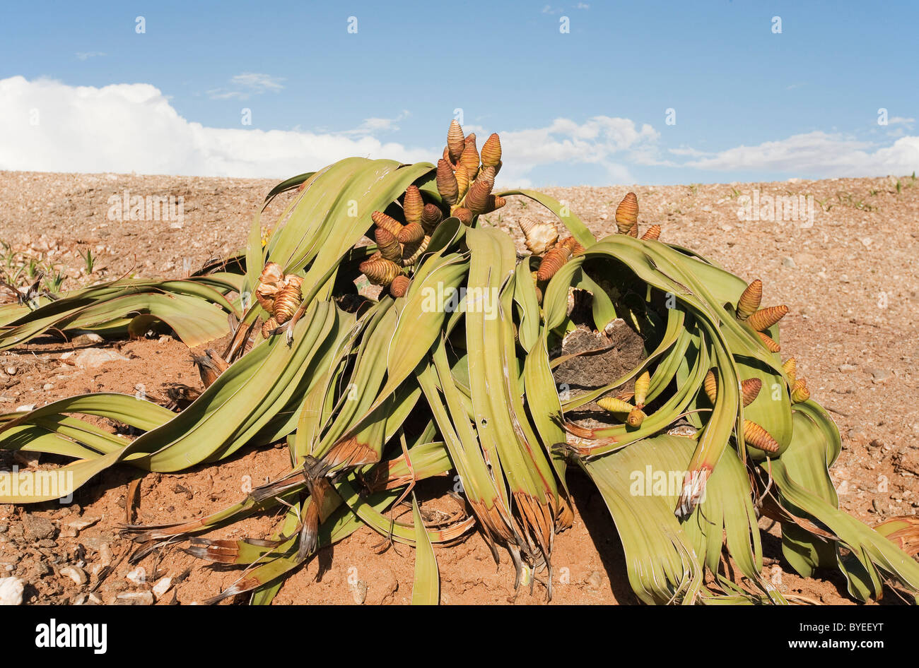 Welwitschia (Welwitschia mirabilis). Plant of ancient origins and Namib-endemic. Near the Kuiseb River, Namibia Stock Photo
