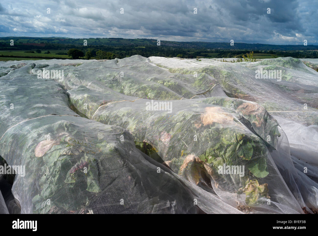 Crops being grown under 'plastic' sheets in a farmers field near