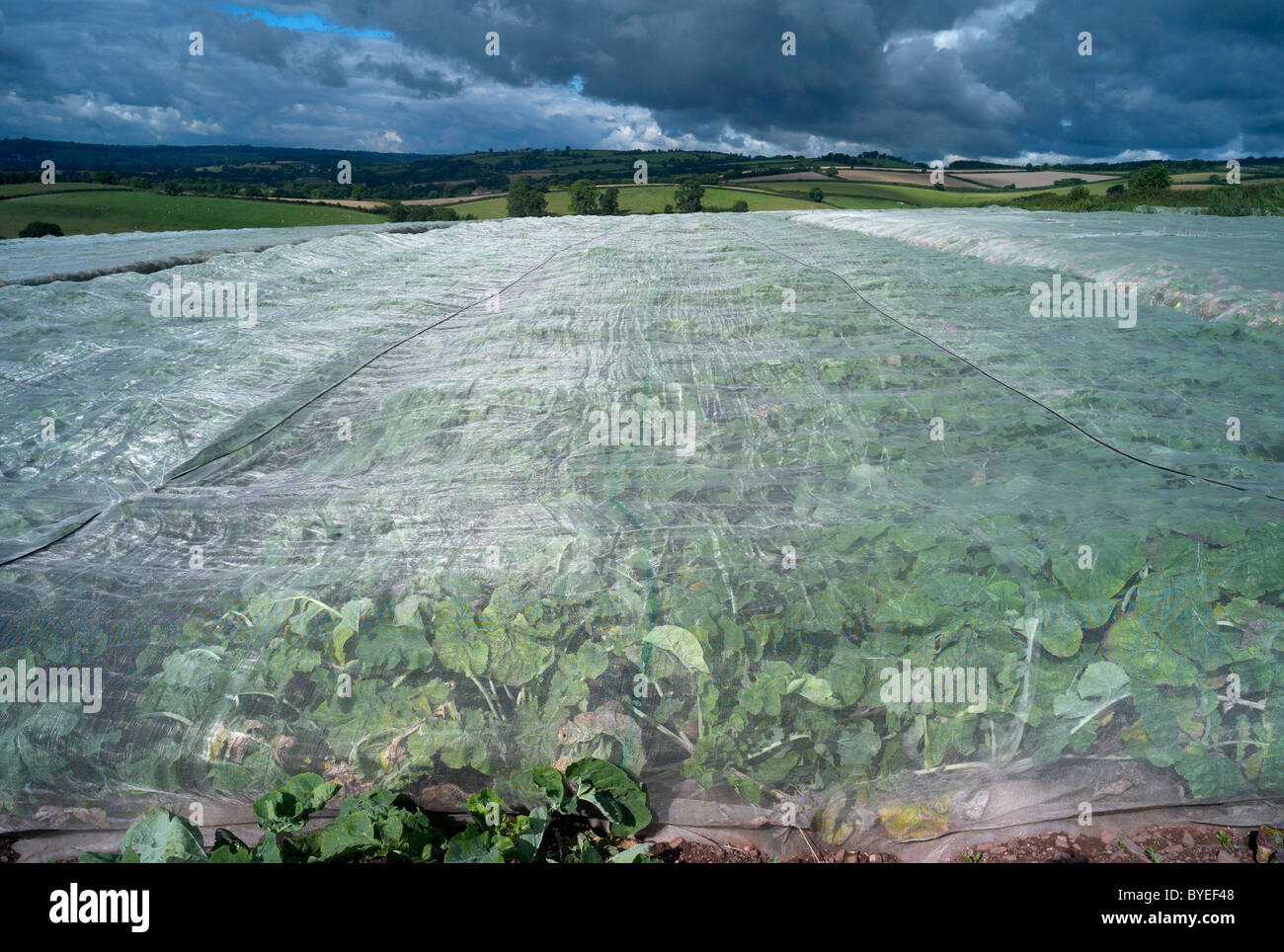 Crops being grown under 'plastic' sheets in a farmers field near