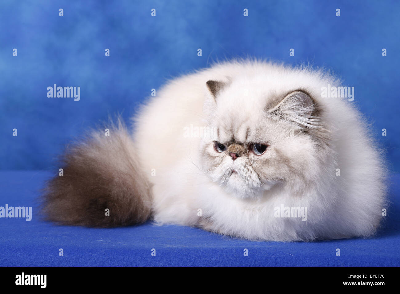 Blue point himalayan cat hi-res stock photography and images - Alamy