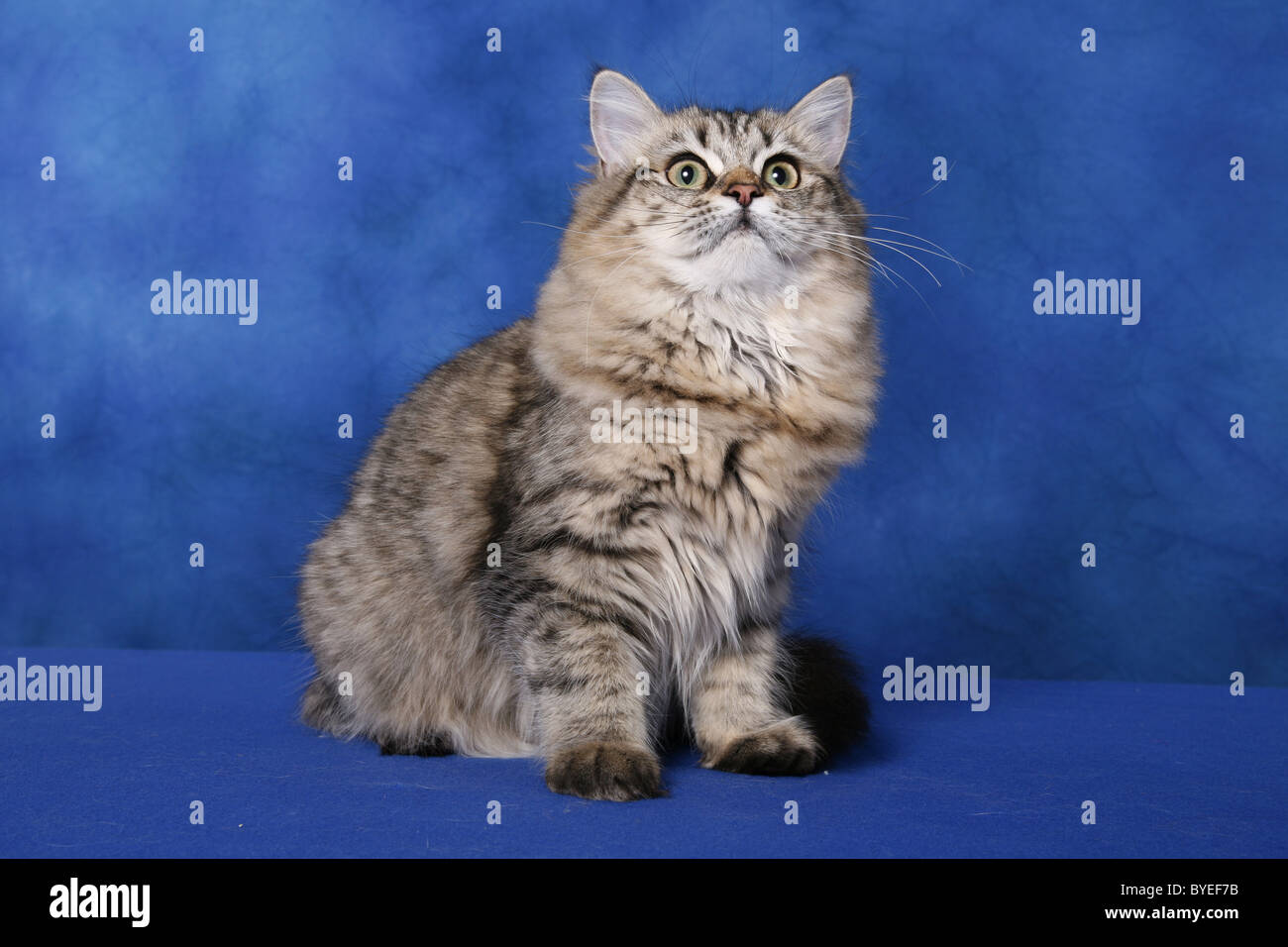 Langhaar katze hi-res stock photography and images - Alamy