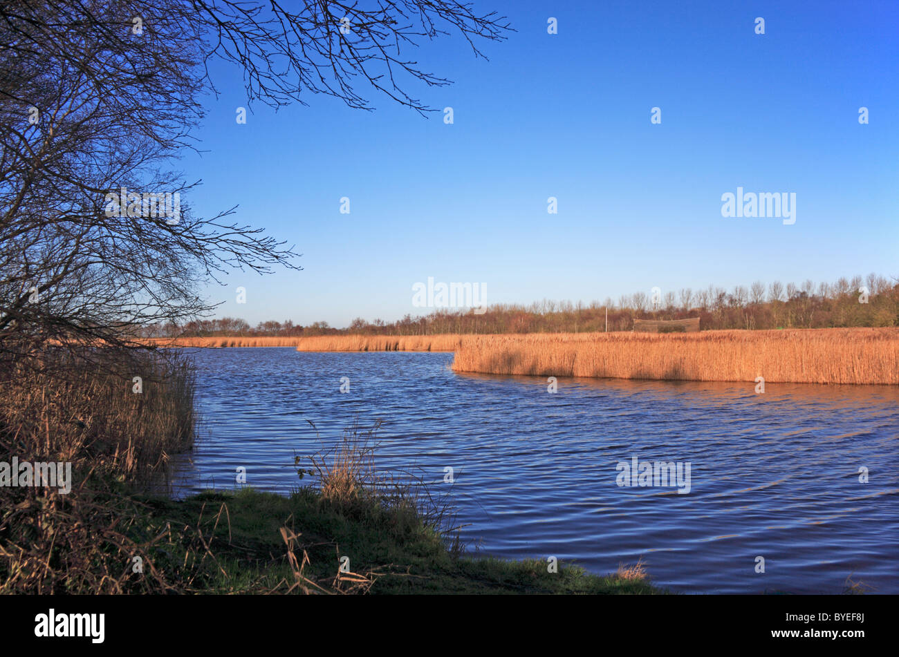 A view of a corner of Horsey Mere on the Norfolk Broads at Horsey