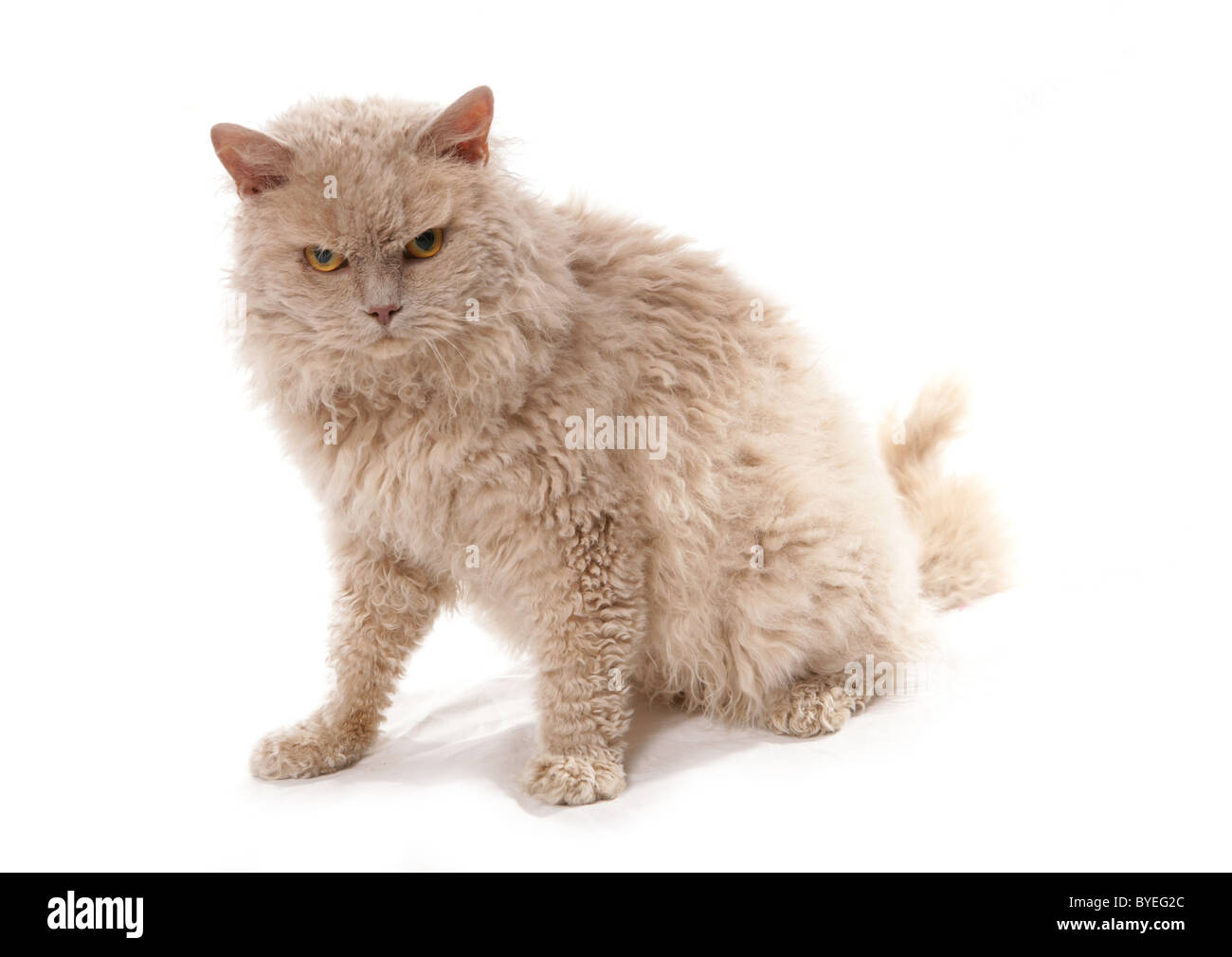 Fawn selkirk rex long hair cat Sitting Studio Stock Photo