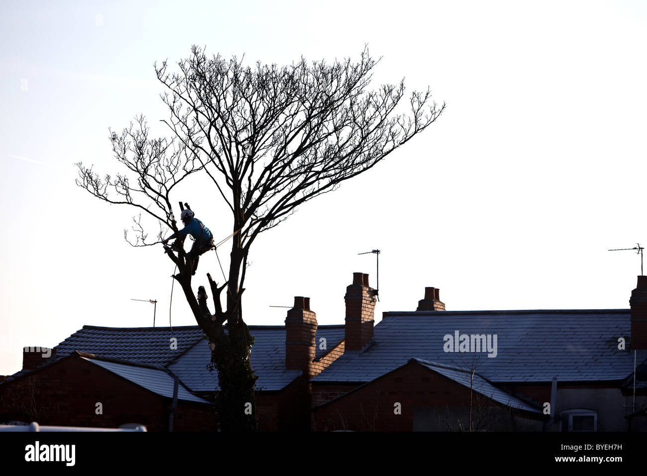 A tree surgeon chops down a dead tree with a chainsaw Stock Photo - Alamy
