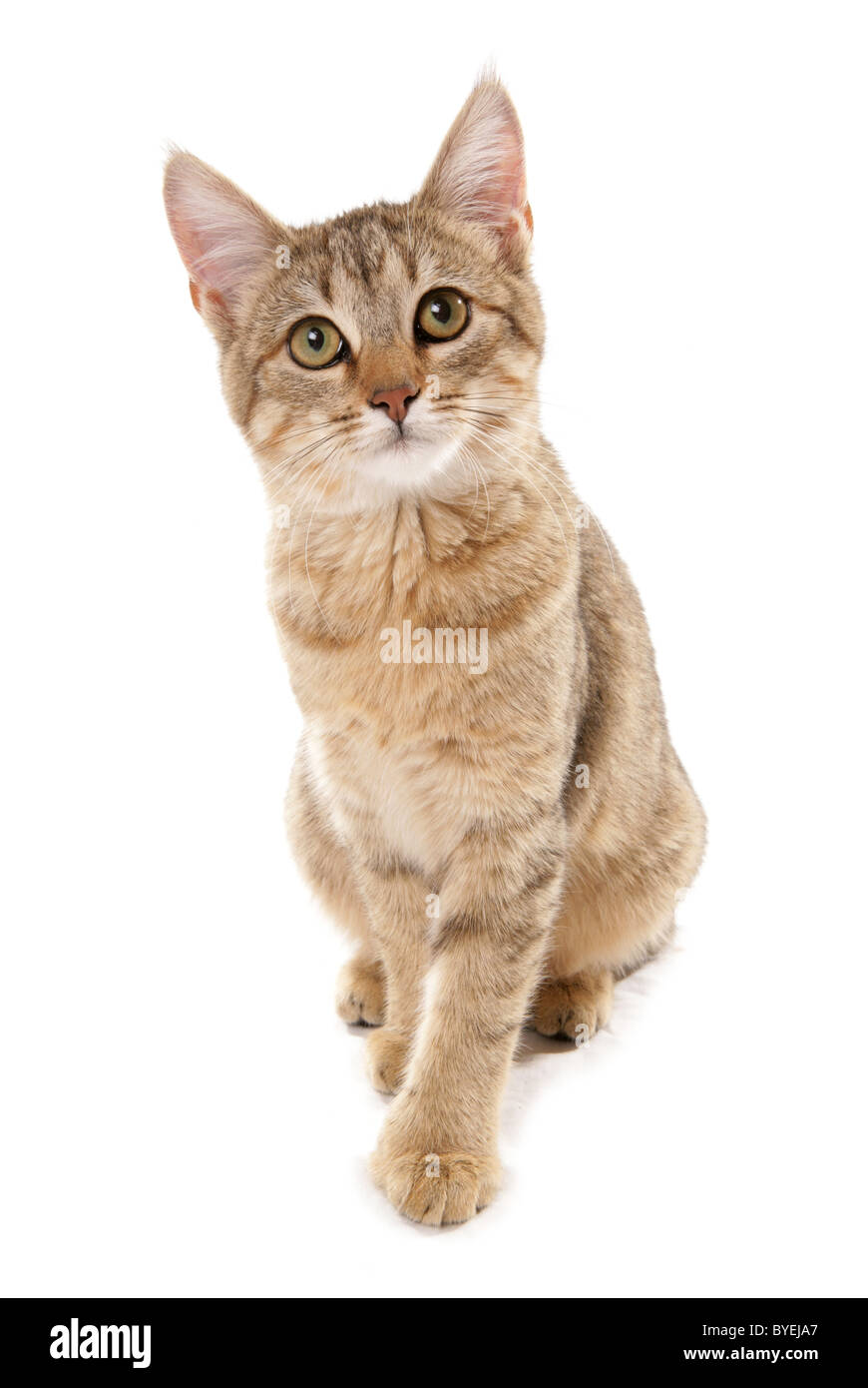 Pixie Bob Cat Sitting Studio Stock Photo 34127807 Alamy