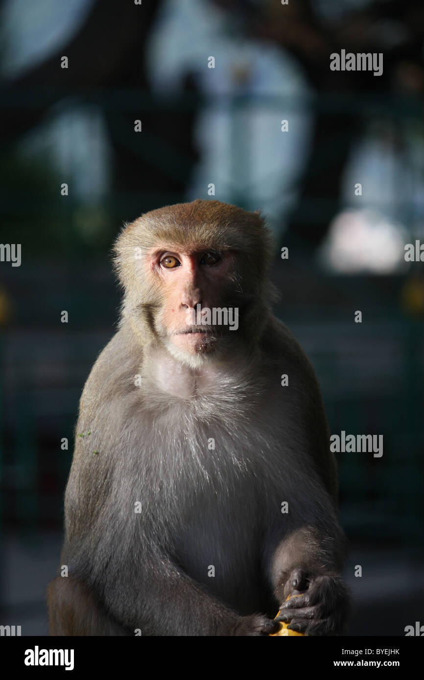 Macaque monkey temple hi-res stock photography and images - Alamy