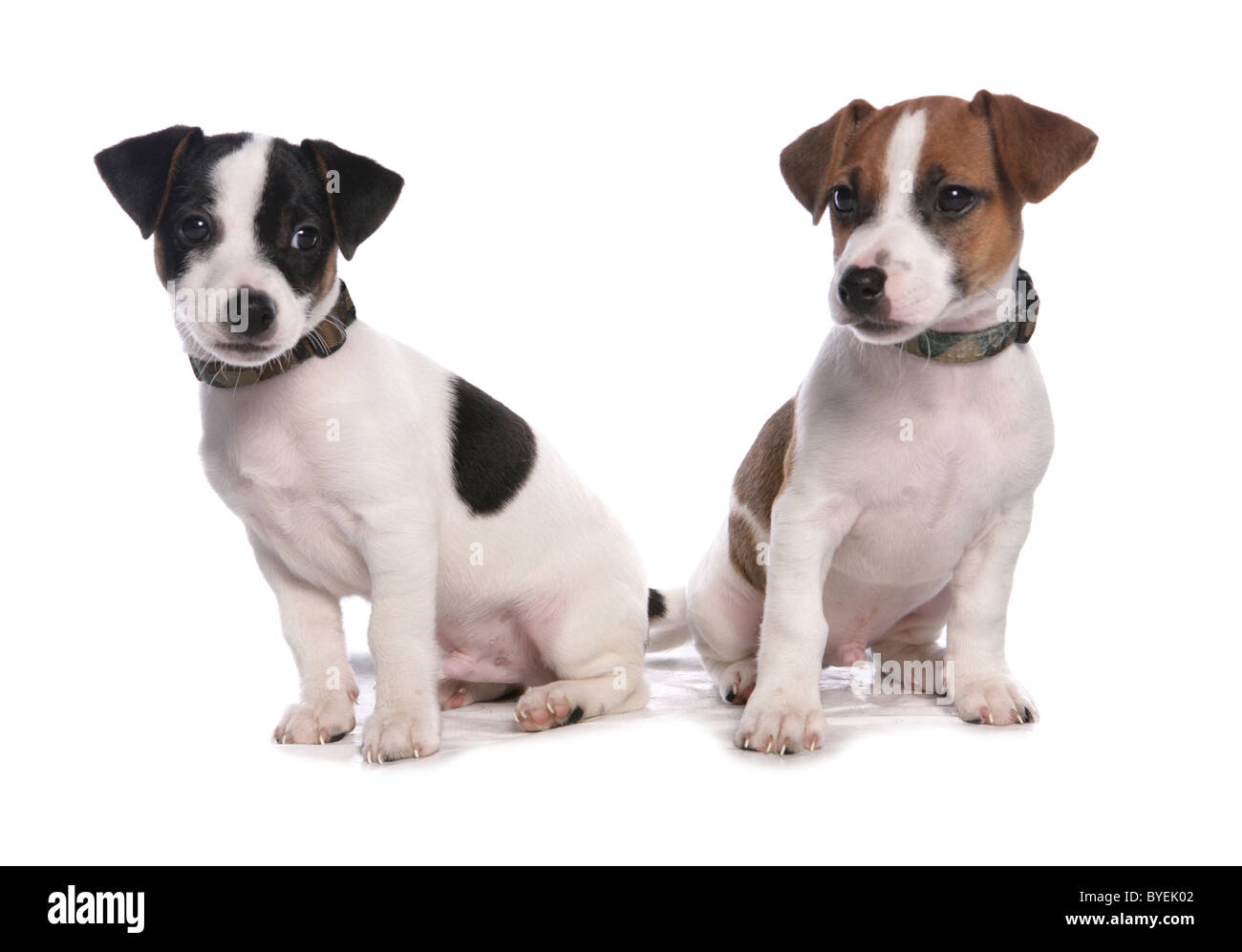 Black and white jack russell hires stock photography and images Alamy