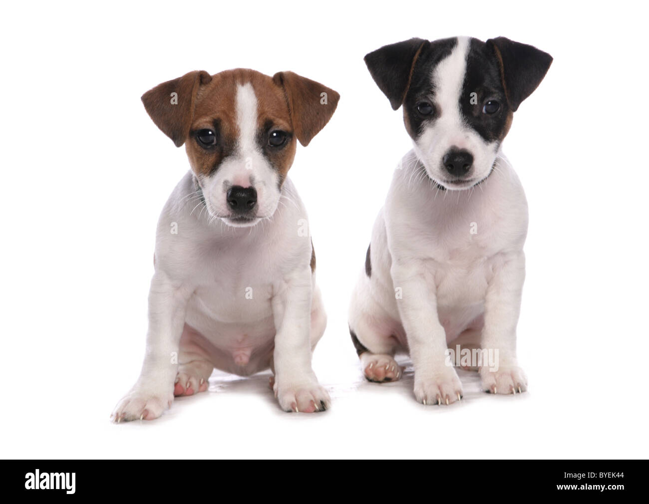 Jack Russell Puppies Sitting Studio Stock Photo