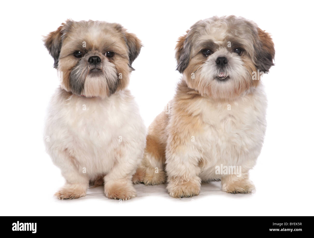 Are Shitzu Dogs Good Pets