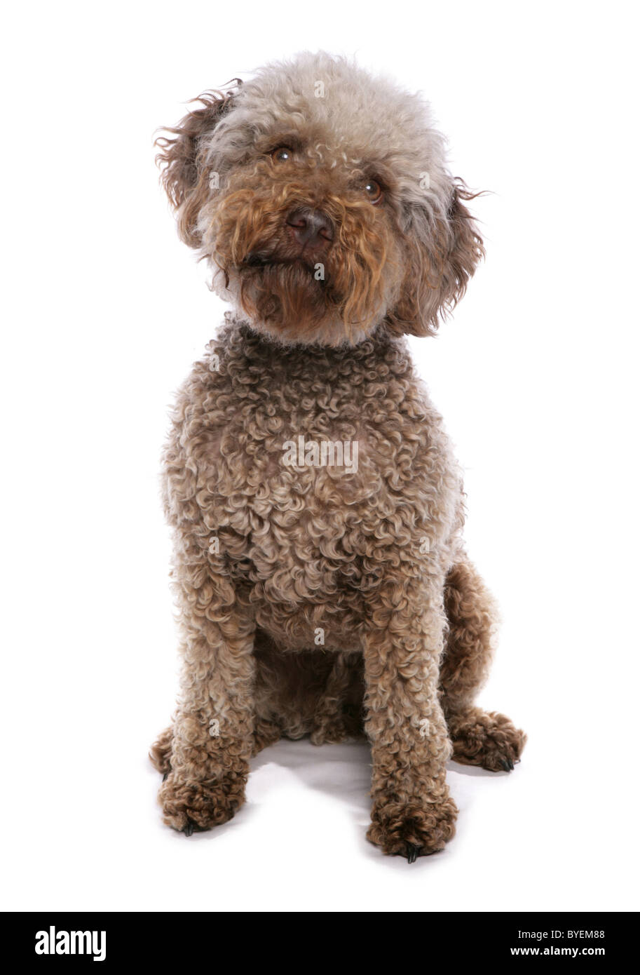 Cane Lagotto Romagnolo Caratteristiche E Foto