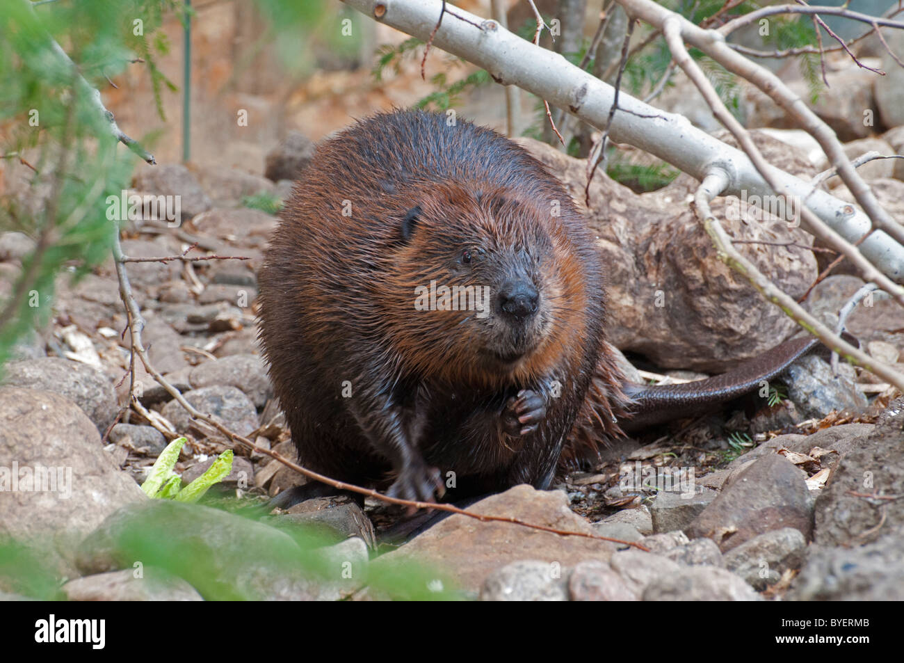 North american beaver hires stock photography and images Alamy