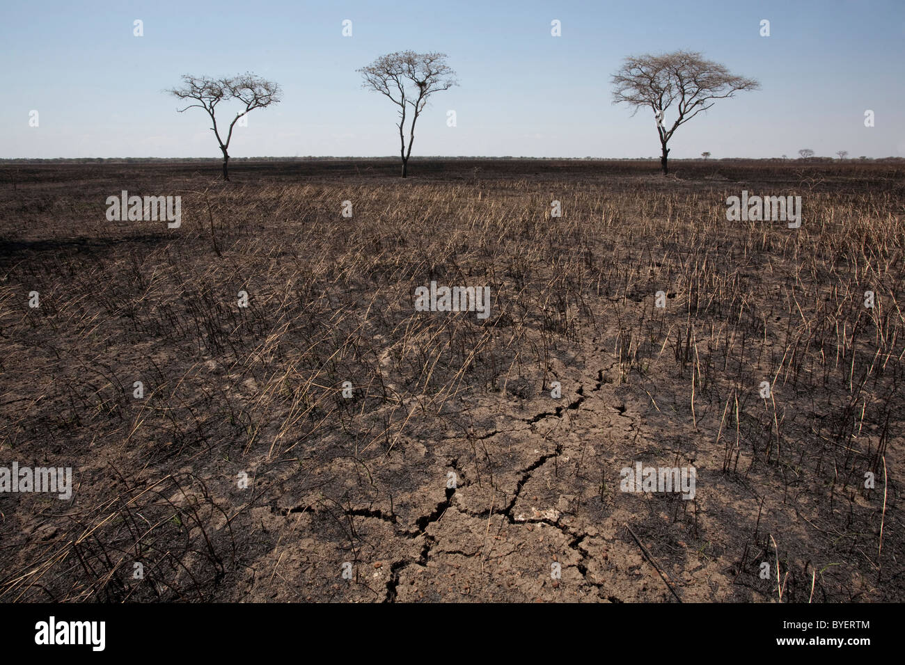 Image result for burnt grassland