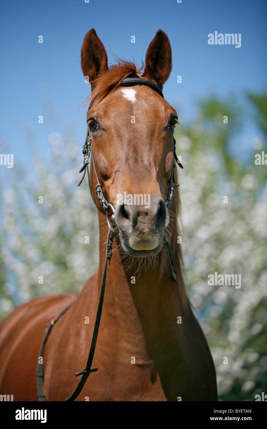Pferd im Portrait / Horse Portrait Stock Photo