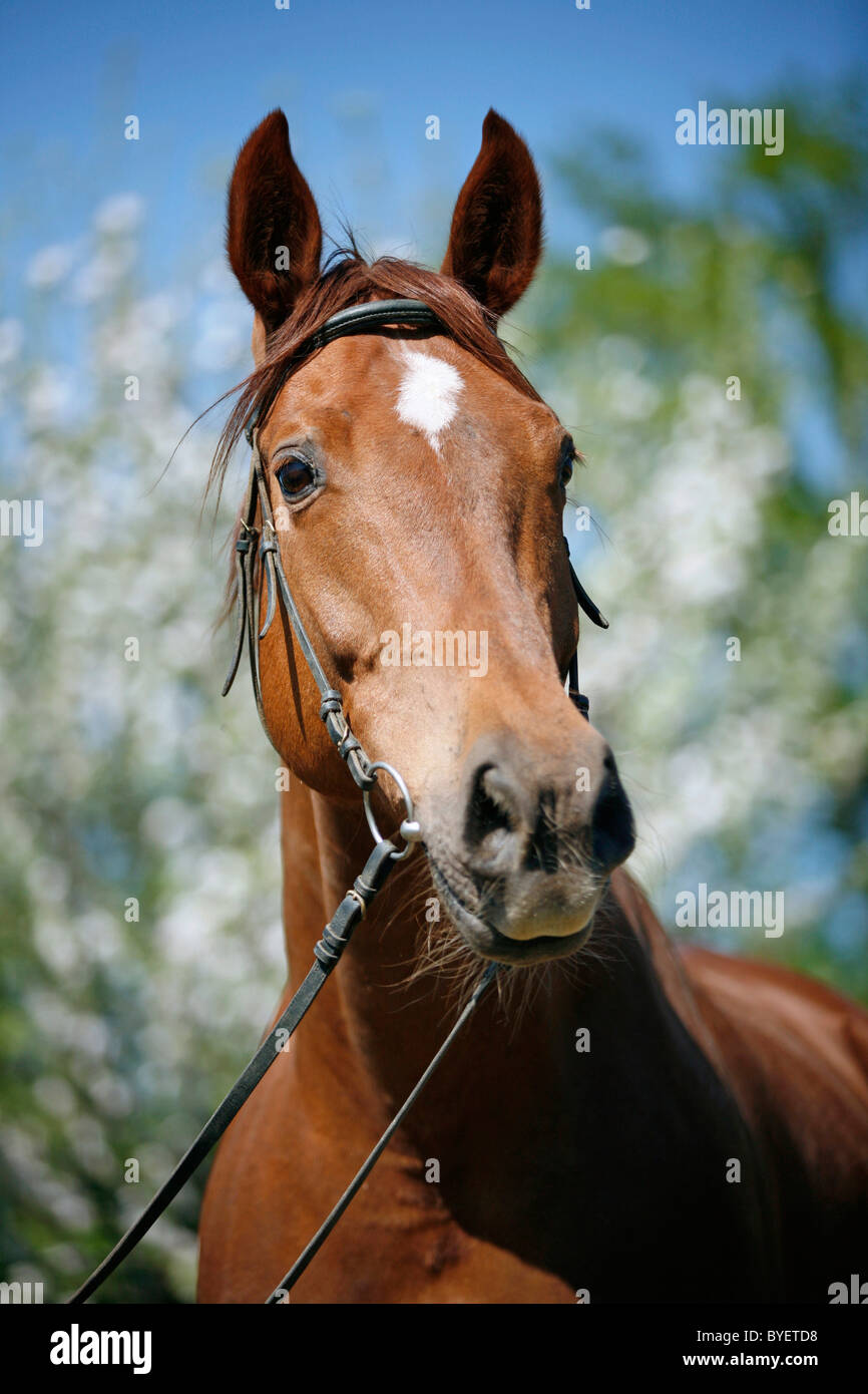 Pferd im Portrait / Horse Portrait Stock Photo