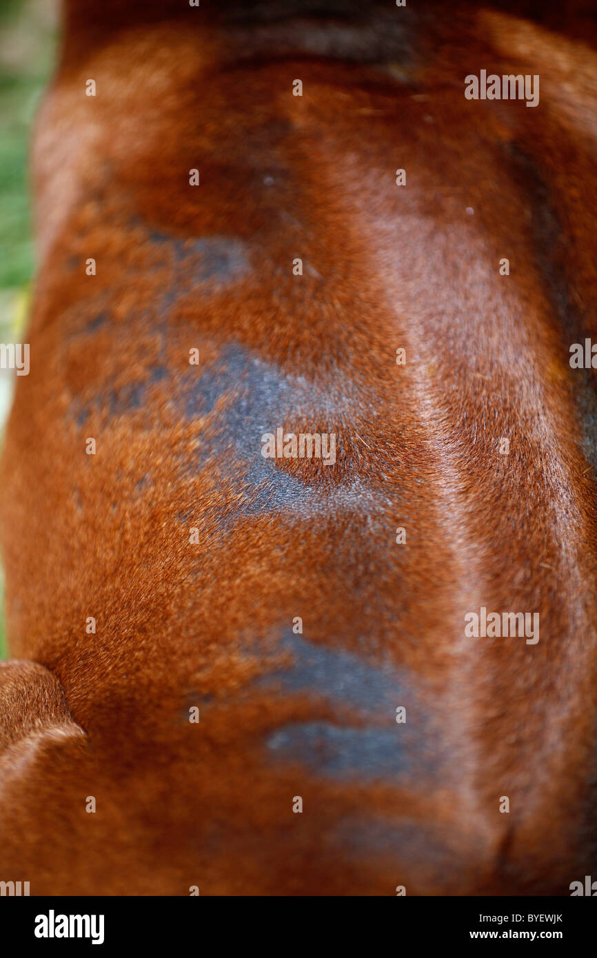 Hair loss dog hires stock photography and images Alamy