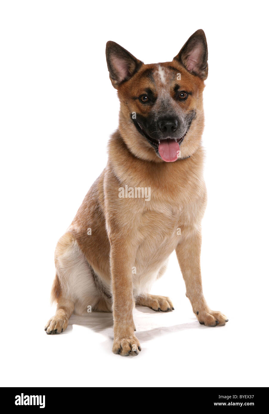 australian cattle dog sitting studio Stock Photo