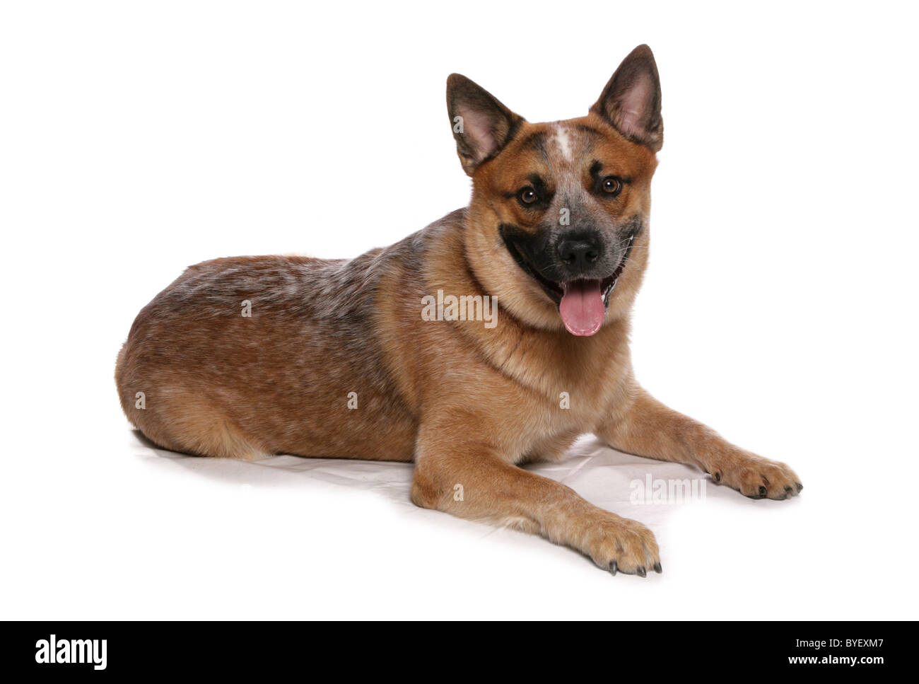 australian cattle dog laying down studio Stock Photo