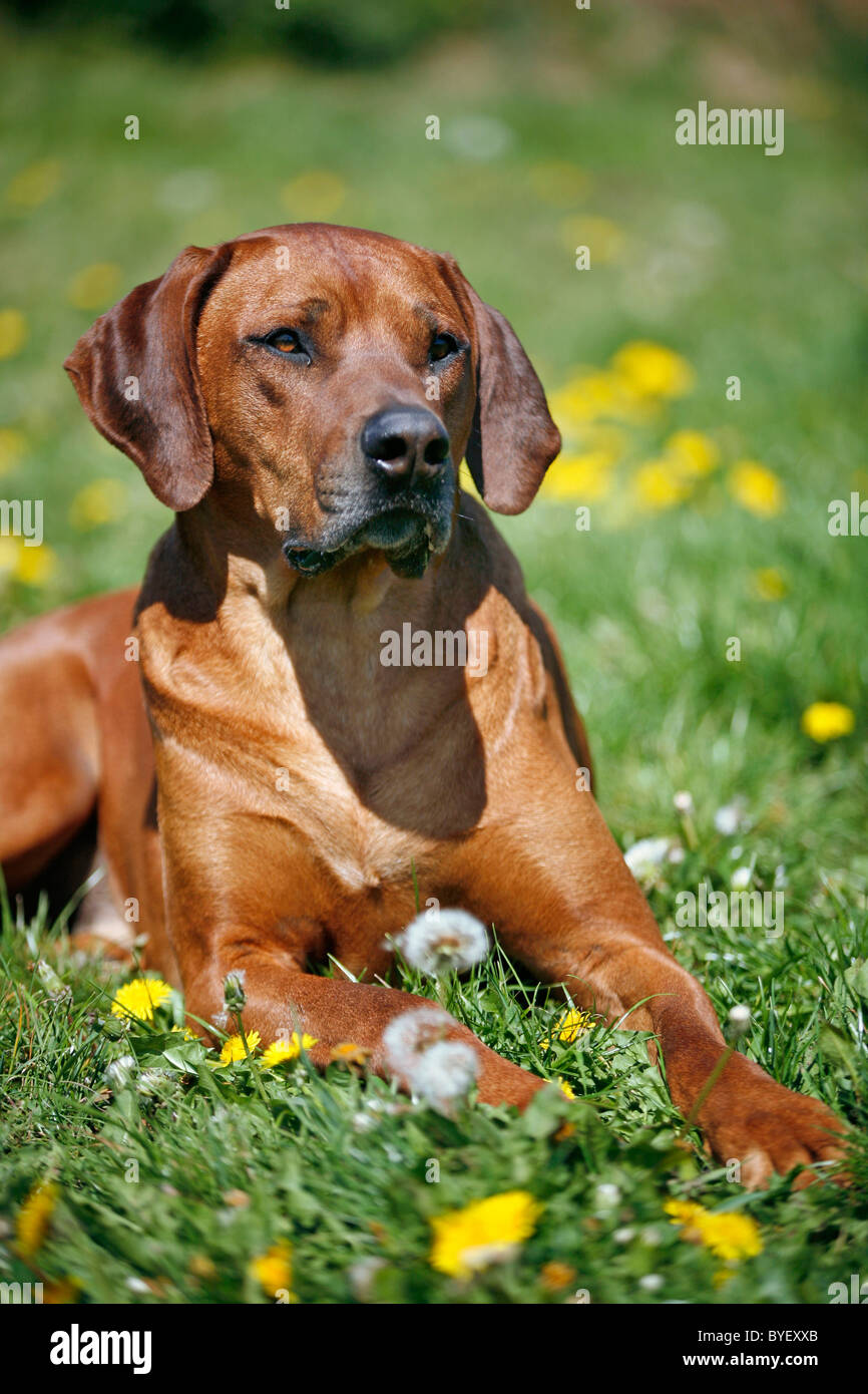 Rhodesian hund hi-res stock photography and images - Alamy