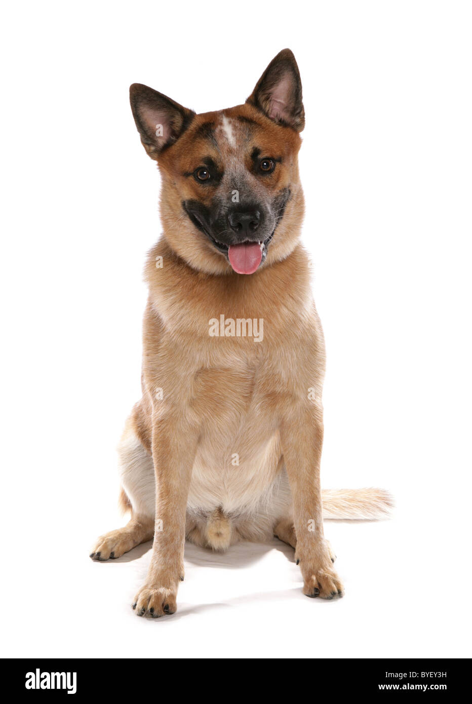 australian cattle dog head shot studio Stock Photo