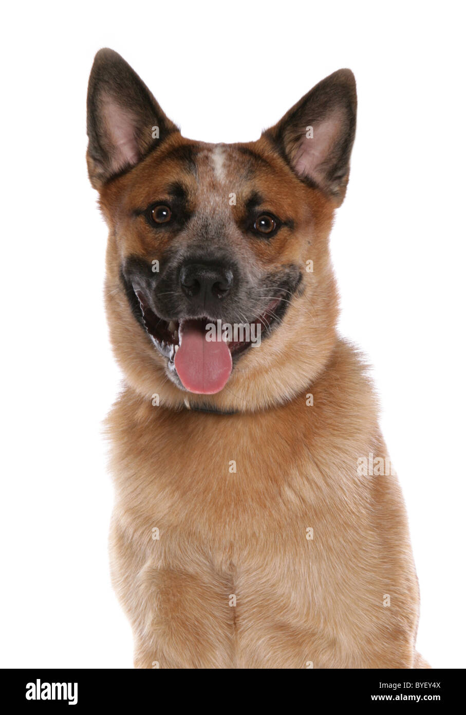 australian cattle dog head shot studio Stock Photo