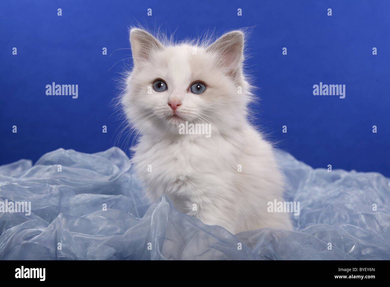 Ragdoll Kätzchen / Ragdoll Kitten Stock Photo Alamy
