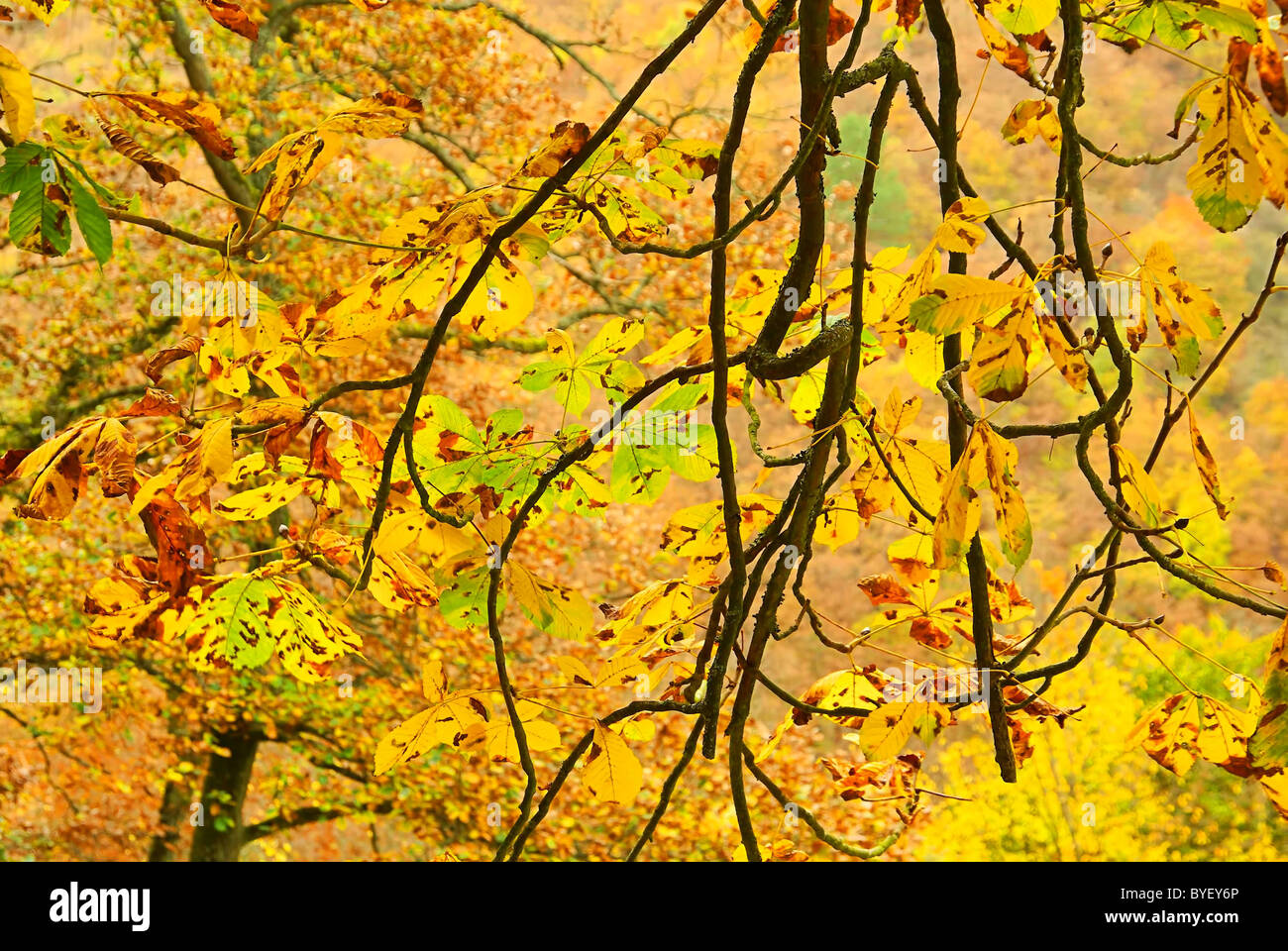 Kastanienlaub - buckeye leaf cluster 02 Stock Photo