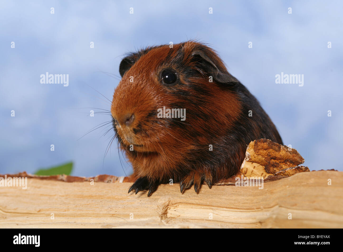 Glatthaarmeerschwein / guinea pig Stock Photo