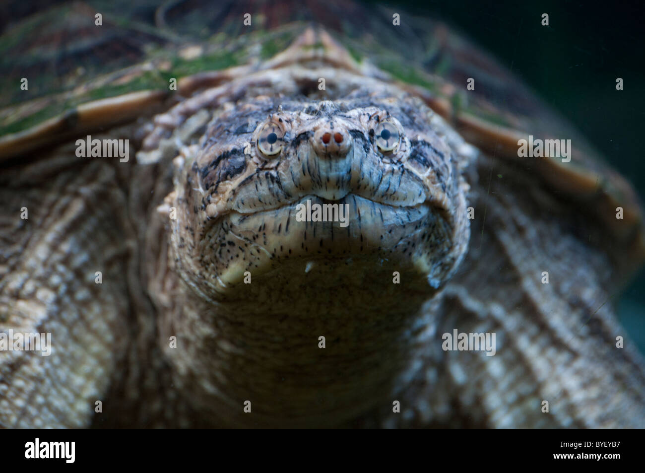 Close-up of a Common Snapping Turtle. Stock Photo