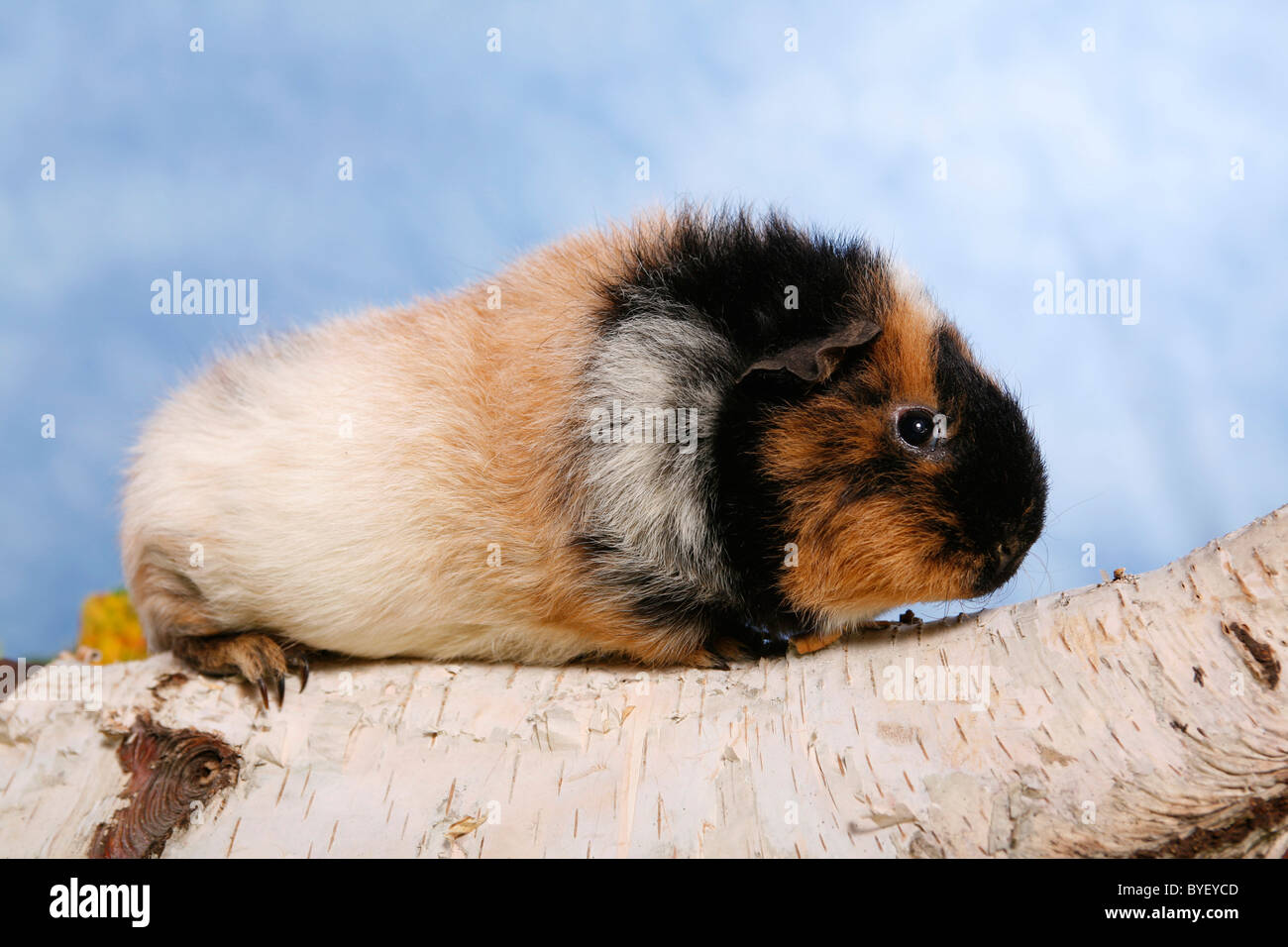 US-Teddy Schimmel / guinea pig Stock Photo