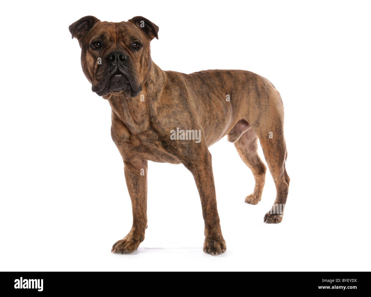 Old tyme english bull dog hi res stock photography and images Alamy